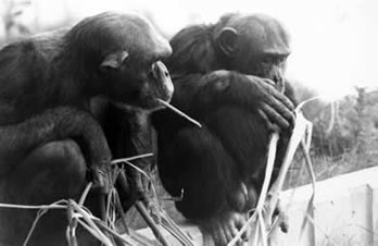 Two chimps, one watching the other doing something with a stick.